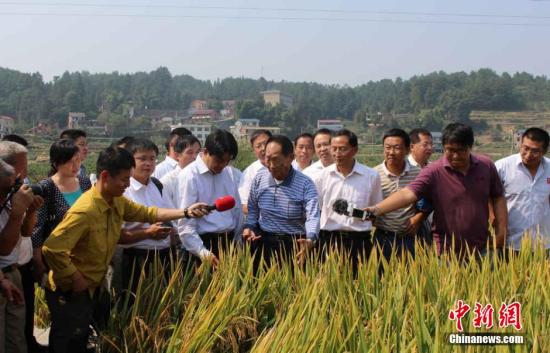 10月10日,农业部组织专家,对由袁隆平院士领衔的第四期中国超级稻亩产1000公斤攻关项目进行了测产验收。测产结果显示,湖南溆浦县横板桥乡红星村超级稻攻关基地,百亩片平均亩产1026.70公斤。这标志着中国超级杂交水稻第四期目标亩产1000公斤攻关获得成功,再创世界纪录。 当天,“杂交水稻之父”袁隆平抵达湖南溆浦县横板桥乡红星村超级稻攻关基地,视察由其领衔主攻的中国超级杂交稻第四期攻关品种“Y两优900”生长情况。图为袁隆平视察超级杂交稻第四期攻关品种“Y两优900”生长情况。唐小晴 摄 10月10日,农业部组织专家,对由袁隆平院士领衔的第四期中国超级稻亩产1000公斤攻关项目进行了测产验收。测产结果显示,湖南溆浦县横板桥乡红星村超级稻攻关基地,百亩片平均亩产1026.70公斤。这标志着中国超级杂交水稻第四期目标亩产1000公斤攻关获得成功,再创世界纪录。 当天,“杂交水稻之父”袁隆平抵达湖南溆浦县横板桥乡红星村超级稻攻关基地,视察由其领衔主攻的中国超级杂交稻第四期攻关品种“Y两优900”生长情况。图为袁隆平视察超级杂交稻第四期攻关品种“Y两优900”生长情况。唐小晴 摄